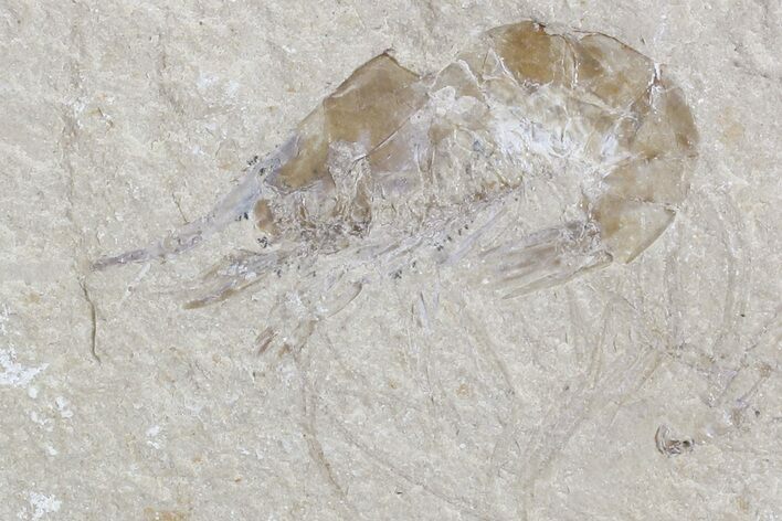 Cretaceous Fossil Shrimp - Lebanon #74534